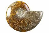 Bargain, Polished Cretaceous Ammonite (Cleoniceras) Fossil #305911-1